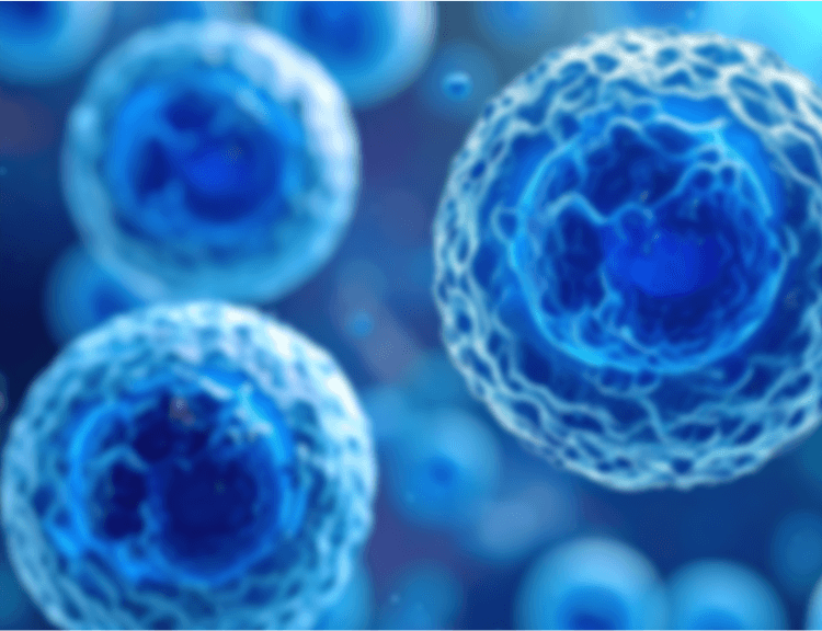 Leptin is the master female fat-burning hormone.