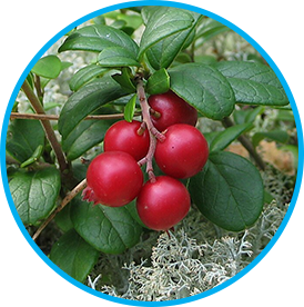 Arctic Lingonberry