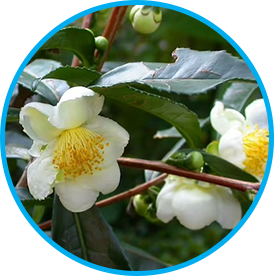 Camellia Sinensis